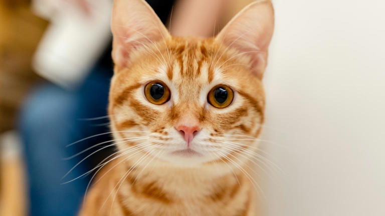 Experts reveal the rare genetic secret hidden in orange cats