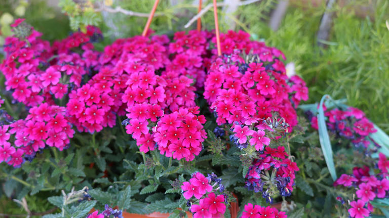 The hanging basket flower that attracts hummingbirds all summer and ...