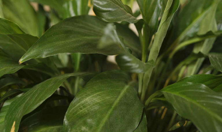 Why are my peace lily leaves curling? Try this 3-step routine to save them
