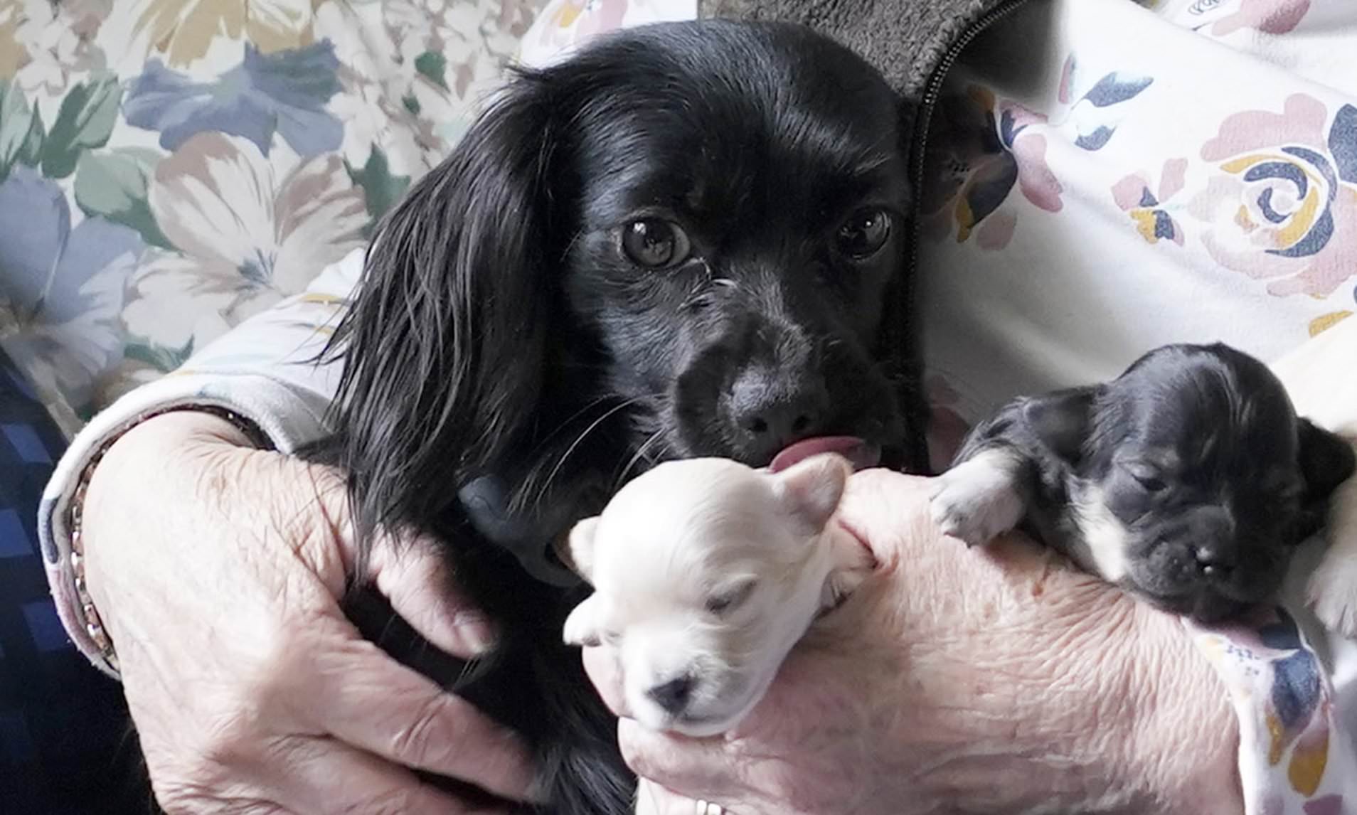 Rescue dog dragged owner almost a mile to find litter she delivered ...