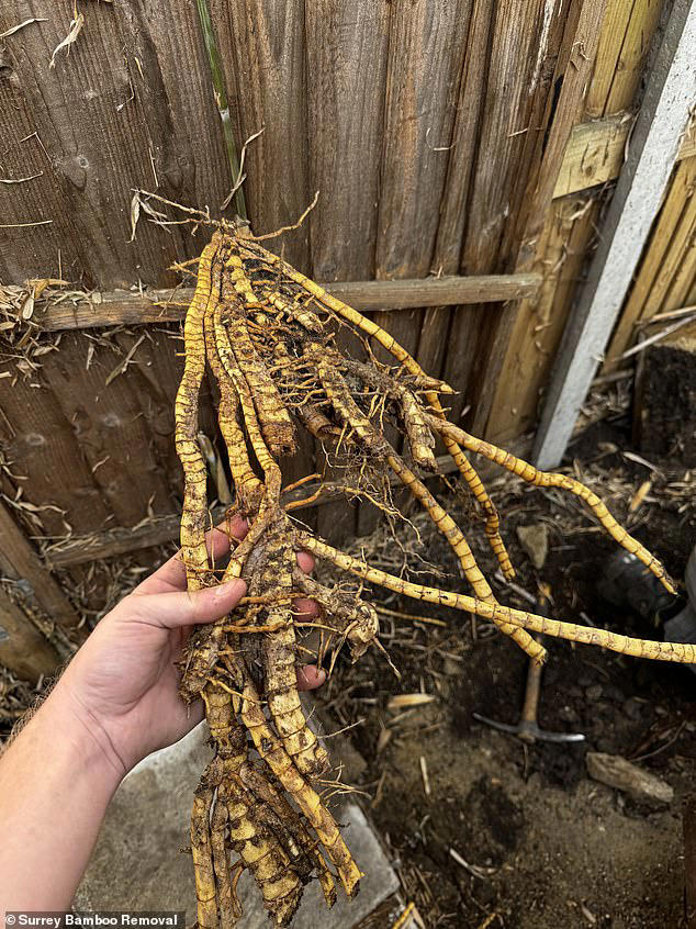 It's as invasive as knotweed - so why won't middle-class home-owners ...