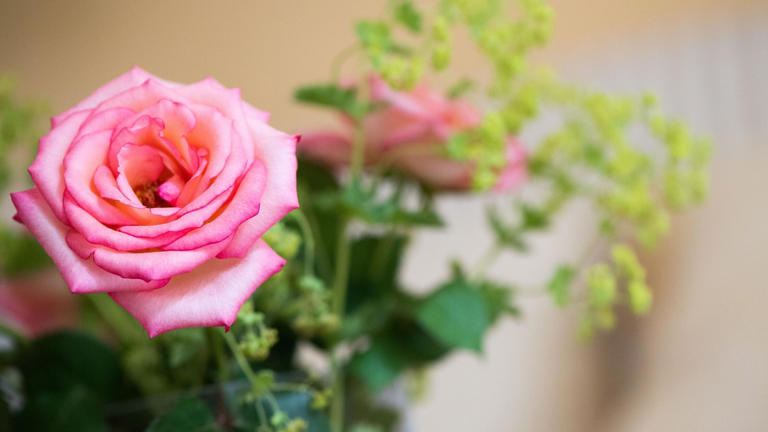 Mit Blumen in der Hand: Waren aus Selbstbedienungsladen in Möhrendorf ...