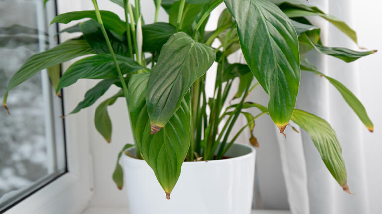 Why are my peace lily leaves curling? Try this 3-step routine to save them