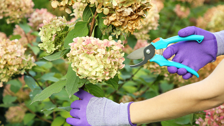 Avoid these hydrangea pruning mistakes or say goodbye to beautiful blooms