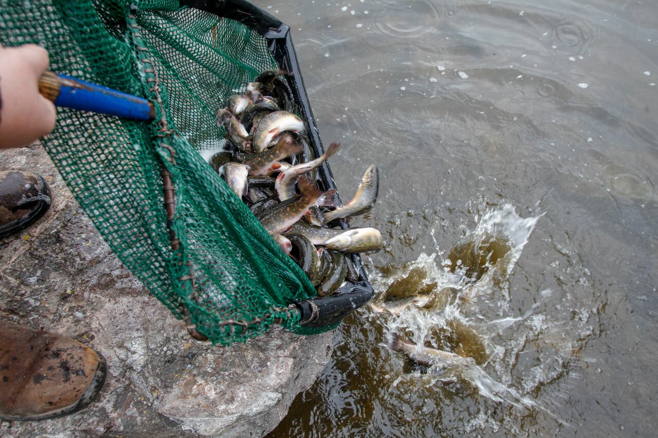 No trout taking your bait? This could explain why