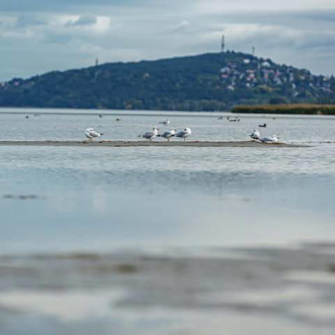 A Balaton vízszintje régen métereket is ingadozott – 8 érdekesség a ...