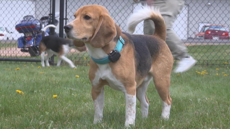Ridglan Farms beagles find second chance at Wausau rescue