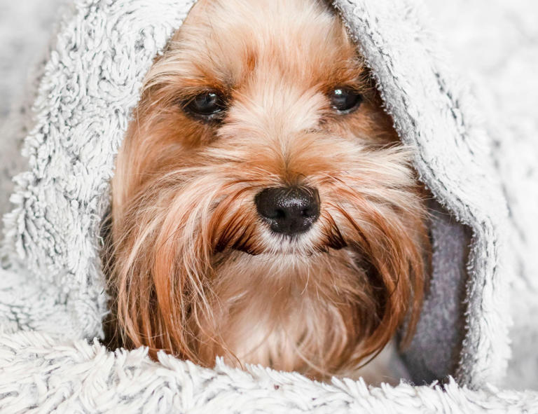 Caramel, il cucciolo trovato sotto la pioggia che ha cambiato una vita ...