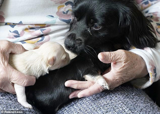 Rescue dog dragged owner almost a mile to find litter she delivered ...