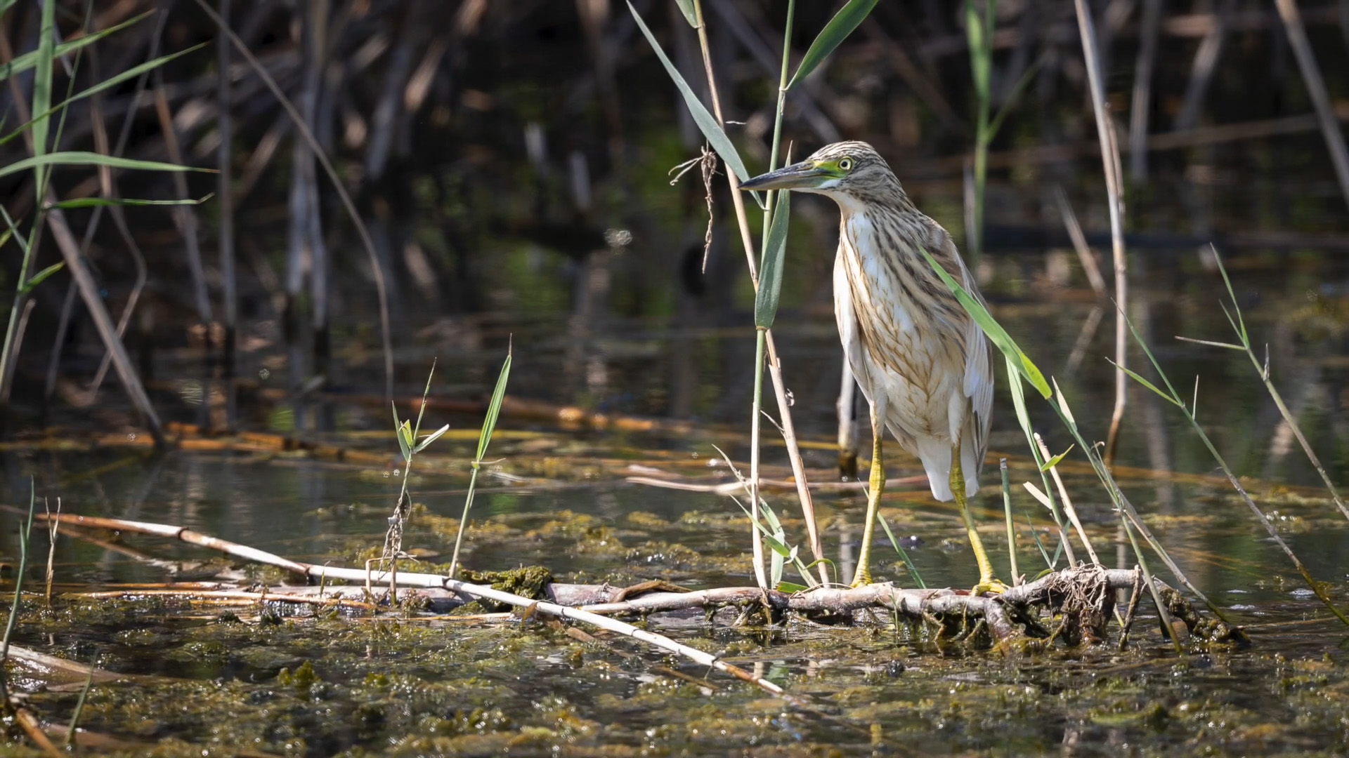 rare-bird-photography-journey-at-beautiful-lake-kerkini-greece