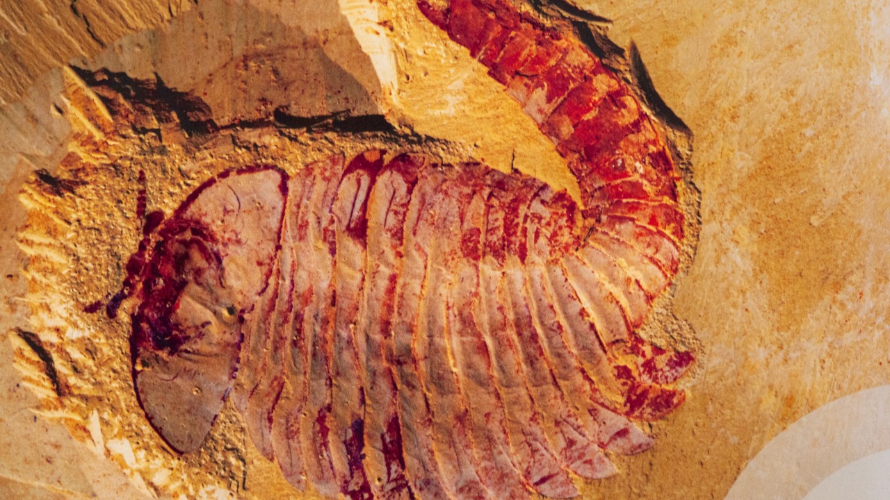 A fossil site in southwest China reveals that complex animals evolved ...