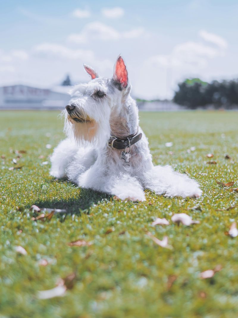 10 unforgettable dogs with iconic beards and bold personalities