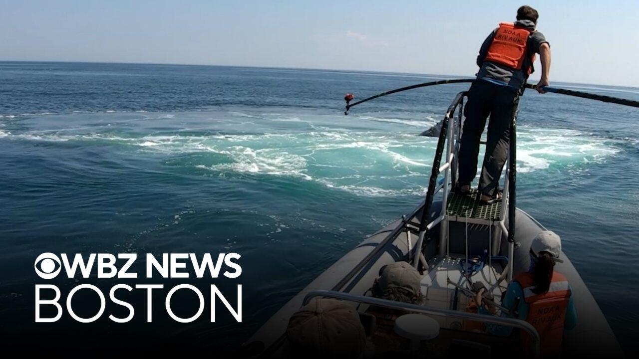 Where you can search for whales and sunken ships off the Massachusetts ...