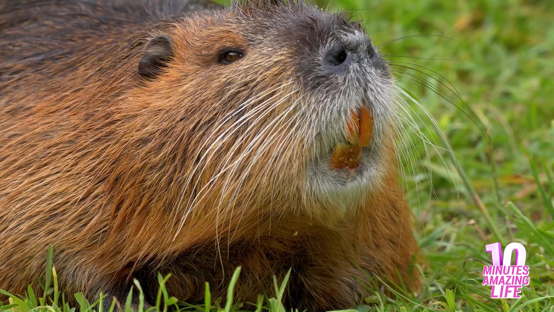 Large nutria shows strong teeth while feeding calmly