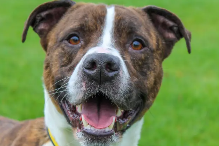These 15 perfect Dogs Trust canines looking for their forever homes in ...