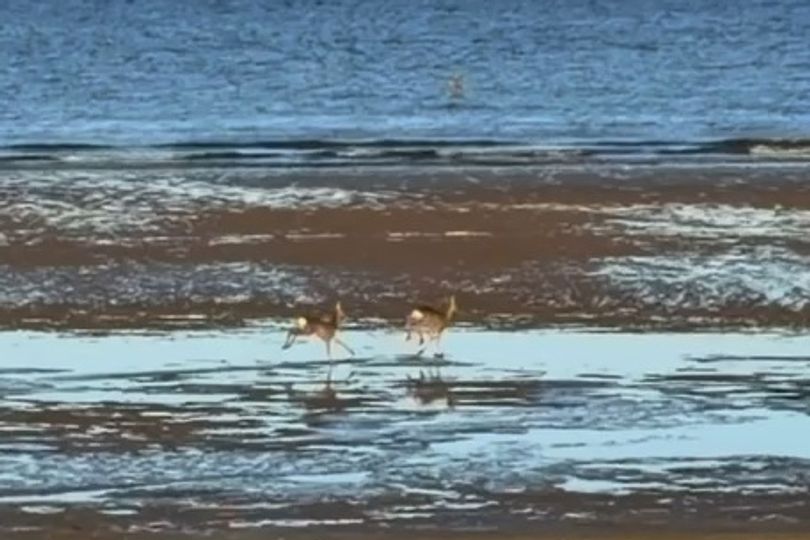 Deer spotted frolicking on Crosby Beach
