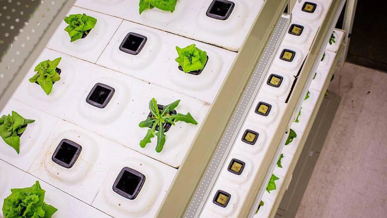 'As plantas são cultivadas em substratos, o que permite um maior controle do fornecimento de nutrientes e possibilita a reutilização quase total da água de irrigação', destaca Vieira.