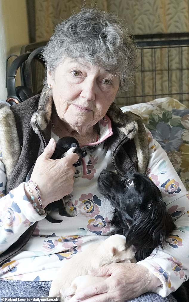 Rescue dog dragged owner almost a mile to find litter she delivered ...