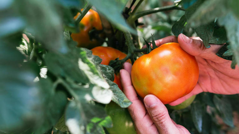 Natrlicher Dnger: Zwei Hausmittel lassen Tomaten ppig wachsen
