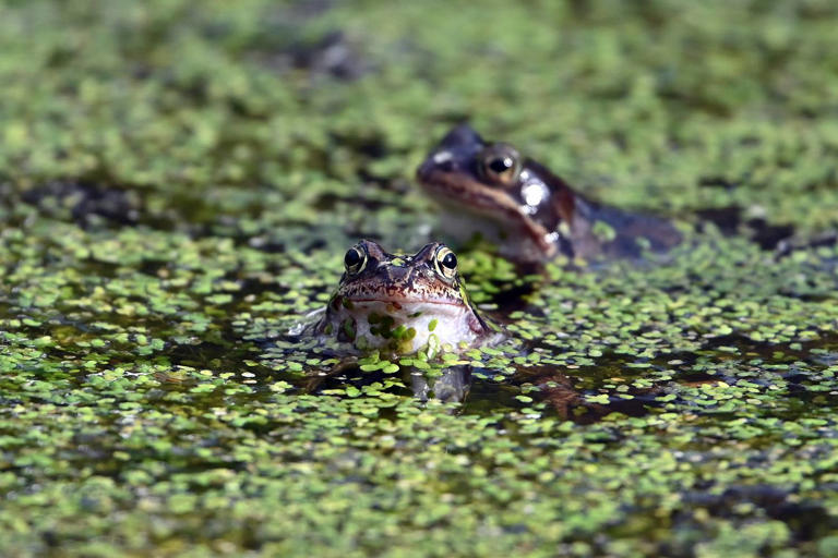 A nőstény békák úgy kosarazzák ki a hímeket, mint senki más: jobb, mint ...