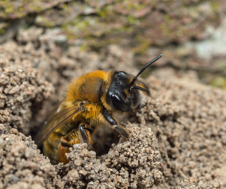 Those tiny holes in your lawn are made by mining bees and indicate a ...