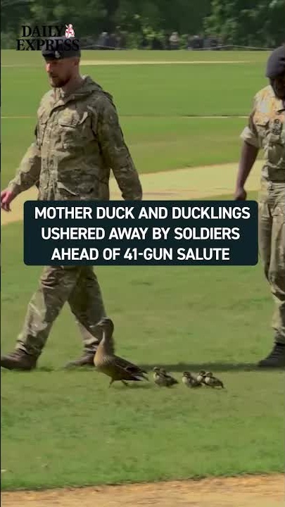 Soldiers help duck family before royal salute