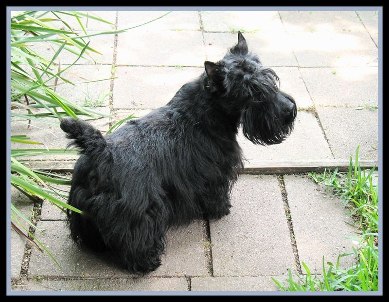 10 unforgettable dogs with iconic beards and bold personalities