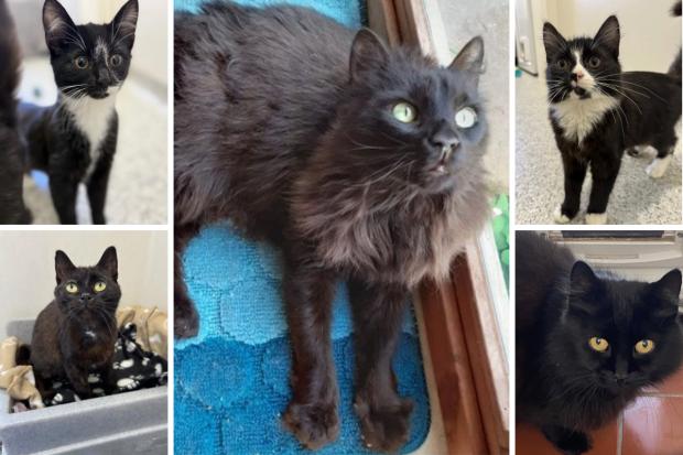 Can you give one of these adorable cats their forever home in Essex?
