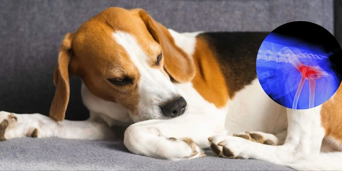 Picture of Why early care could shape how dogs age