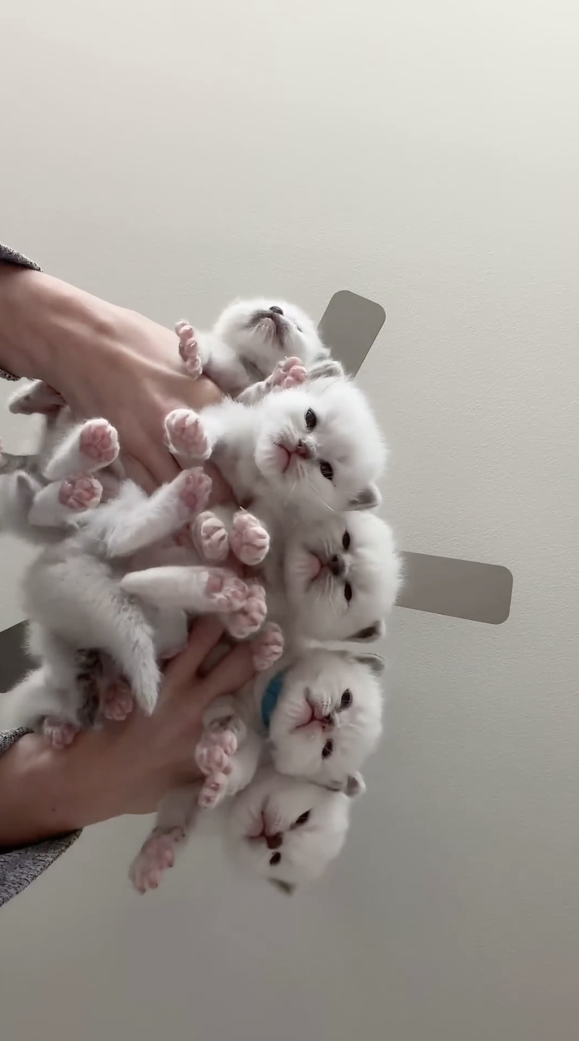 The last kitten leaves tomorrow and it feels too soon