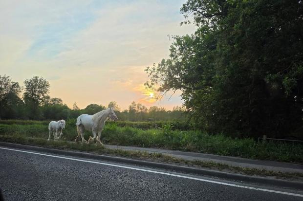 Pony and two foals running loose on busy road near Reading