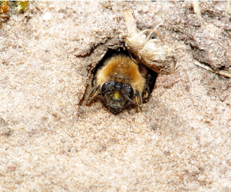 3 hidden jobs bees are doing in your garden that most gardeners never ...