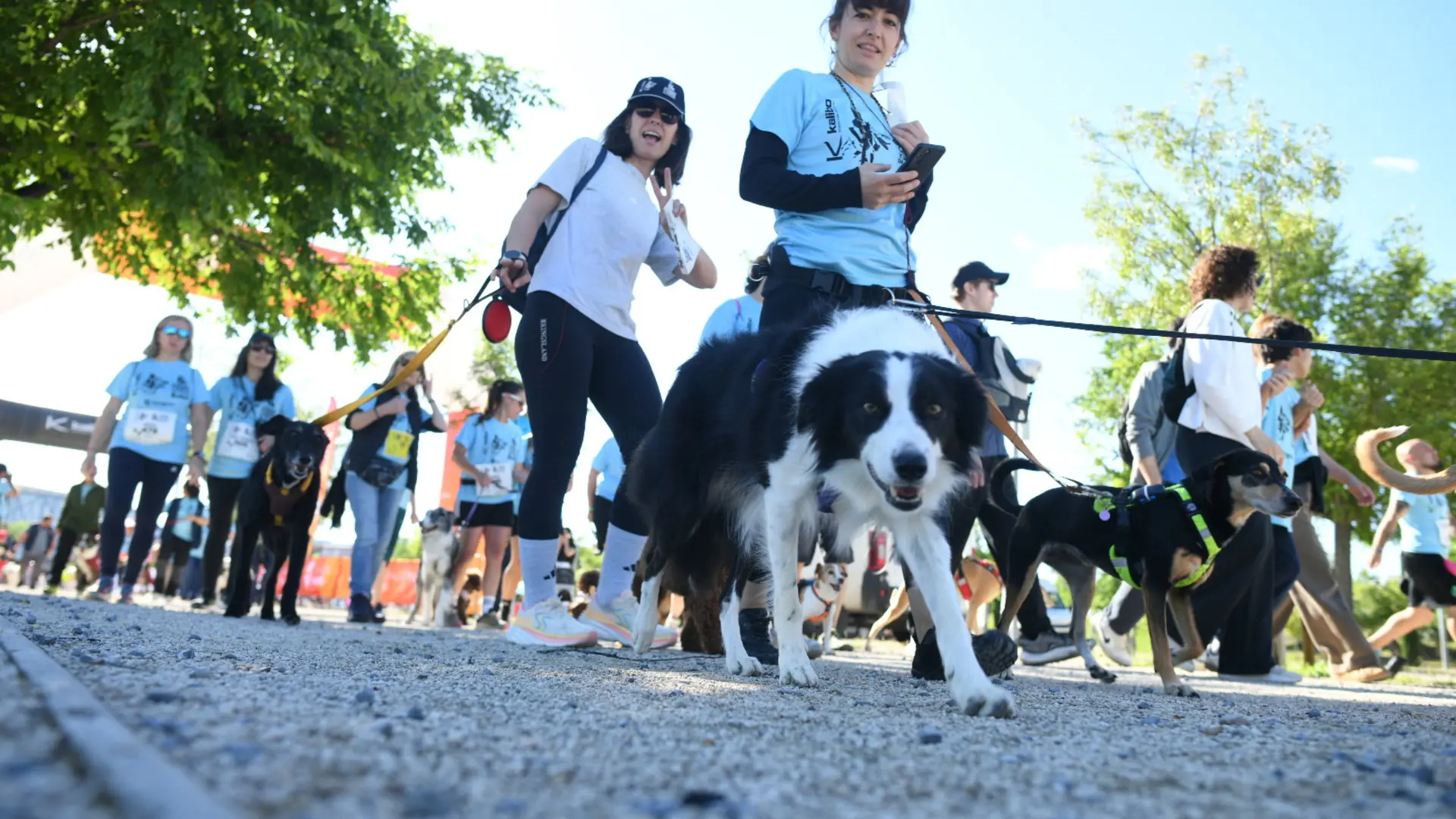 Más de mil perros se pasean por la Expo de Zaragoza por una buena causa ...