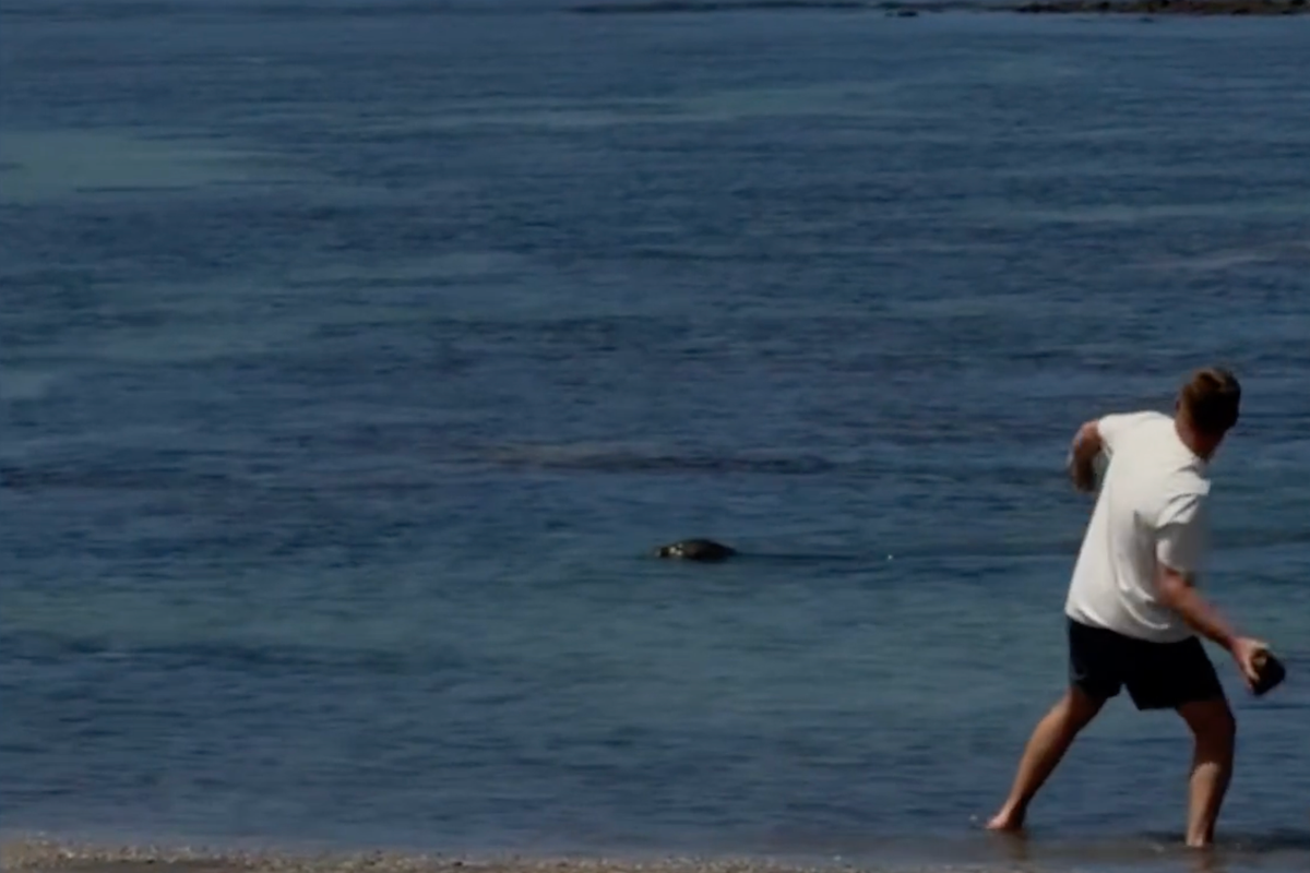 Man detained after throwing huge rock at endangered seal in Hawaii