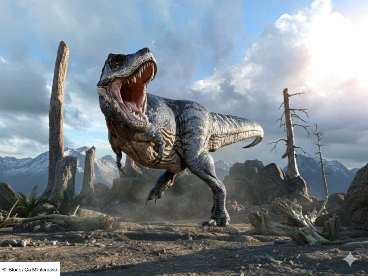 Quels secrets cache encore le T rex, le dinosaure le plus célèbre