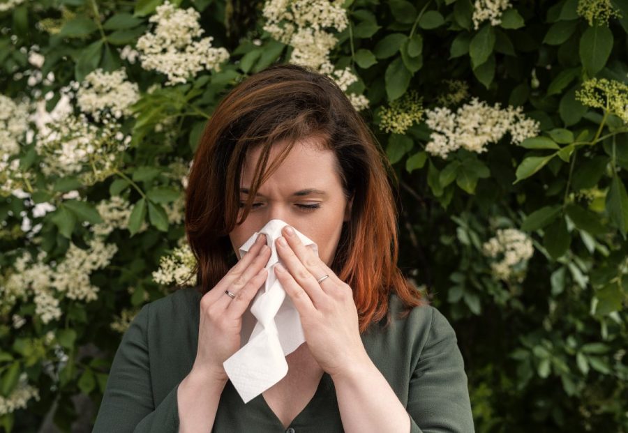 Pollen allergies are brutal this year – a doctor explains why, and how ...