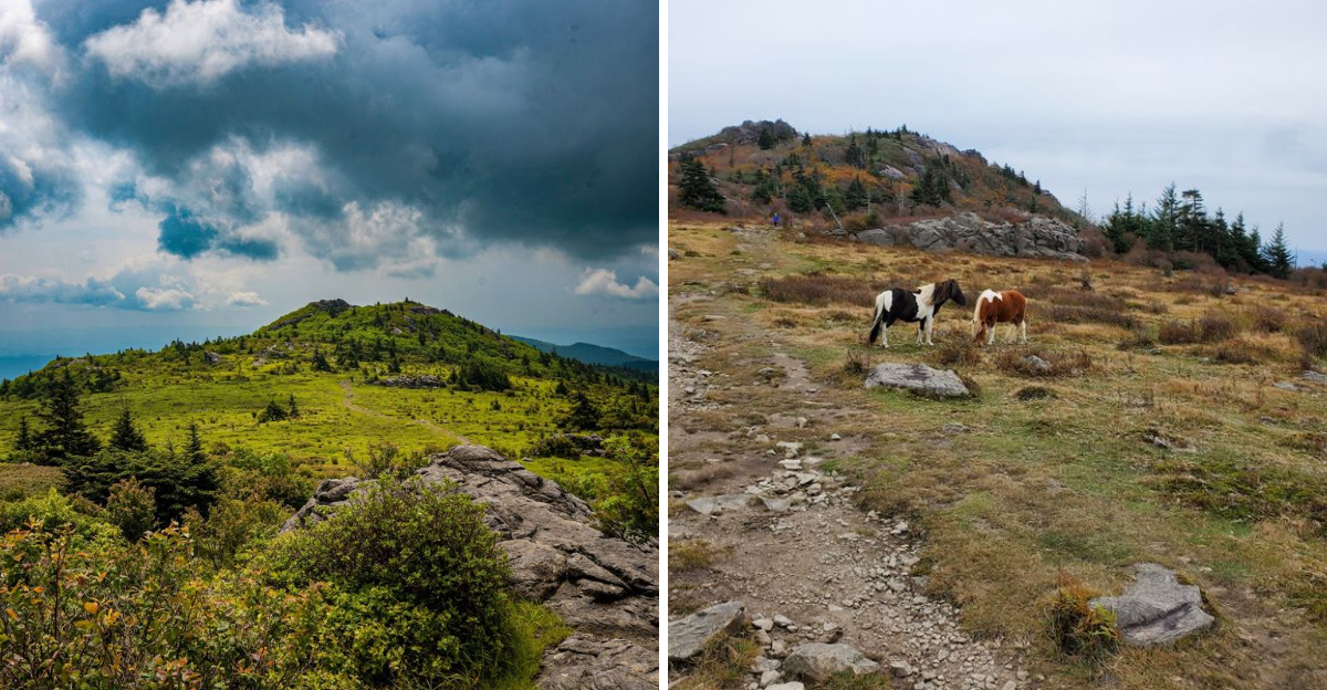 This magical Virginia mountaintop where wild ponies roam feels like a ...