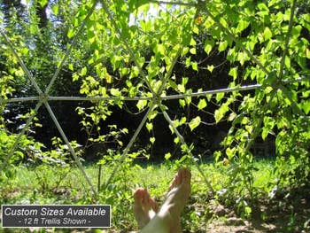 view of person looking out from the dome with vines trained on it