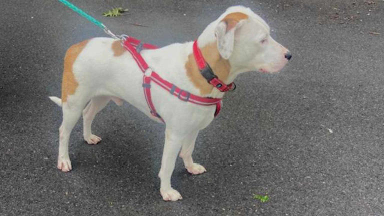 Young Pup Found Sad, Frightened, & With Broken Leg Now Looking For ...