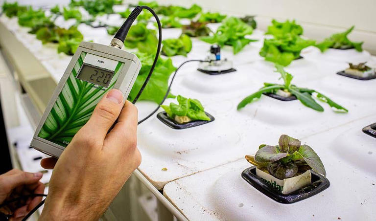 Luzes LED de diferentes cores permitem controlar quais compostos a planta produz