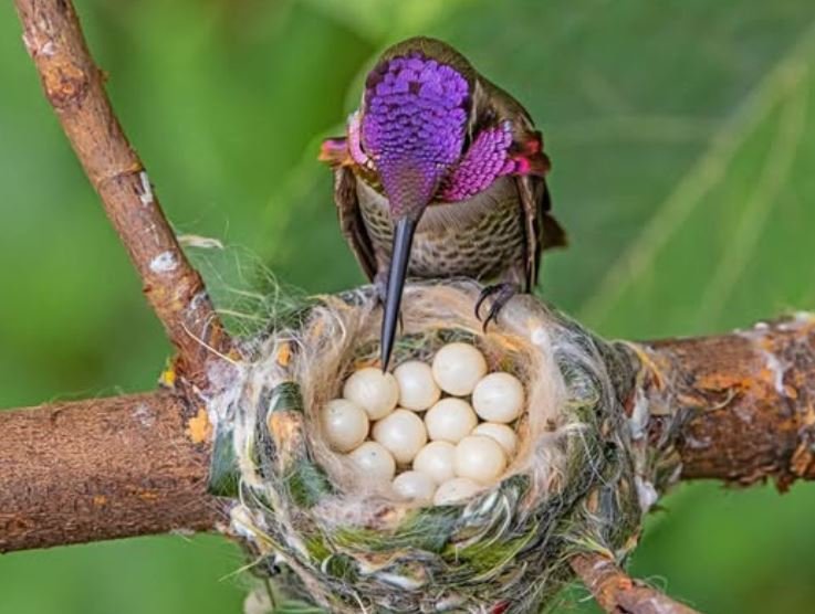 The unseen world of hummingbird eggs: tiny wonders beyond belief