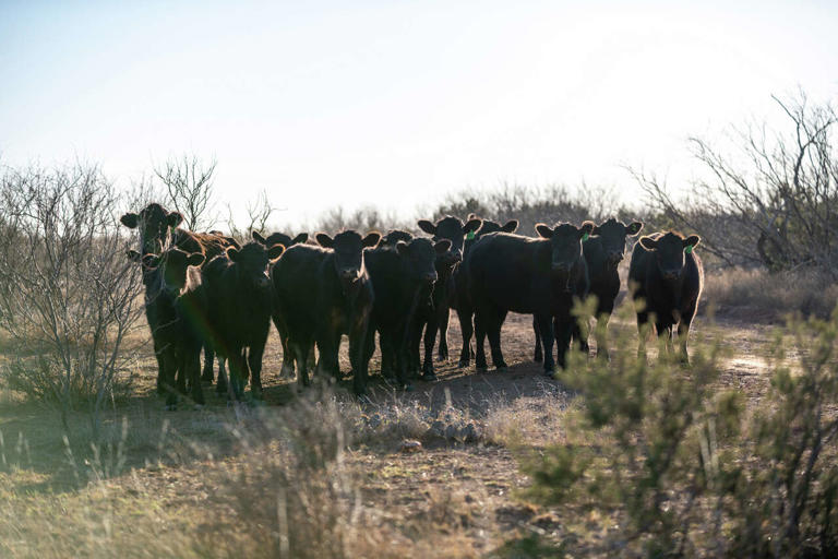 10,000-acre hunter's paradise hits the market in the Texas Panhandle