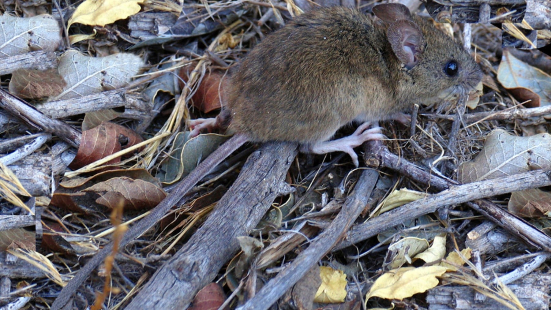Así es el colilargo, el ratón silvestre que transmite el hantavirus de ...