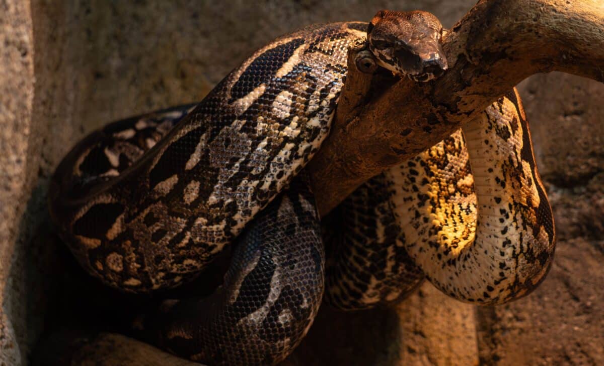 inside-a-mine-in-india-scientists-unearth-15-meter-long-snake-fossil