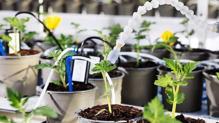 Cada variável, como o nível de CO2 ou a cor da luz, é monitorada por câmeras e sensores