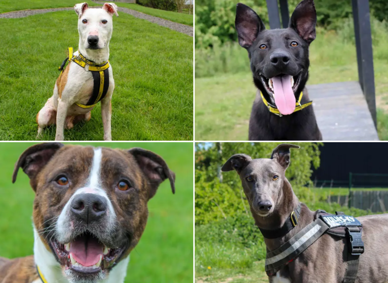 These 15 perfect Dogs Trust canines looking for their forever homes in ...