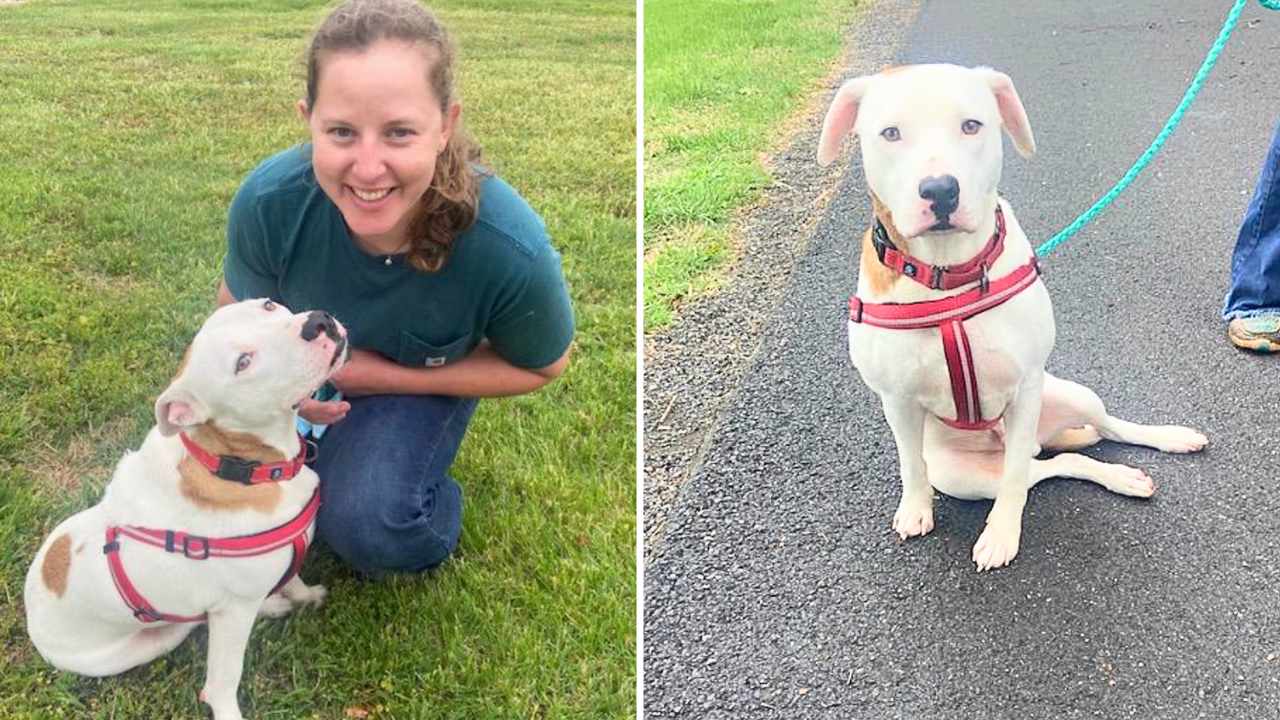 Young Pup Found Sad, Frightened, & With Broken Leg Now Looking For ...
