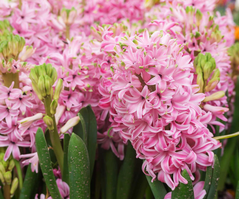 Experts reveal why to fertilize spring bulbs in May to guarantee a ...