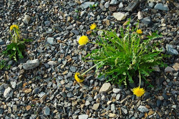 I asked experts how to get rid of weeds in gravel paths - they shared ...