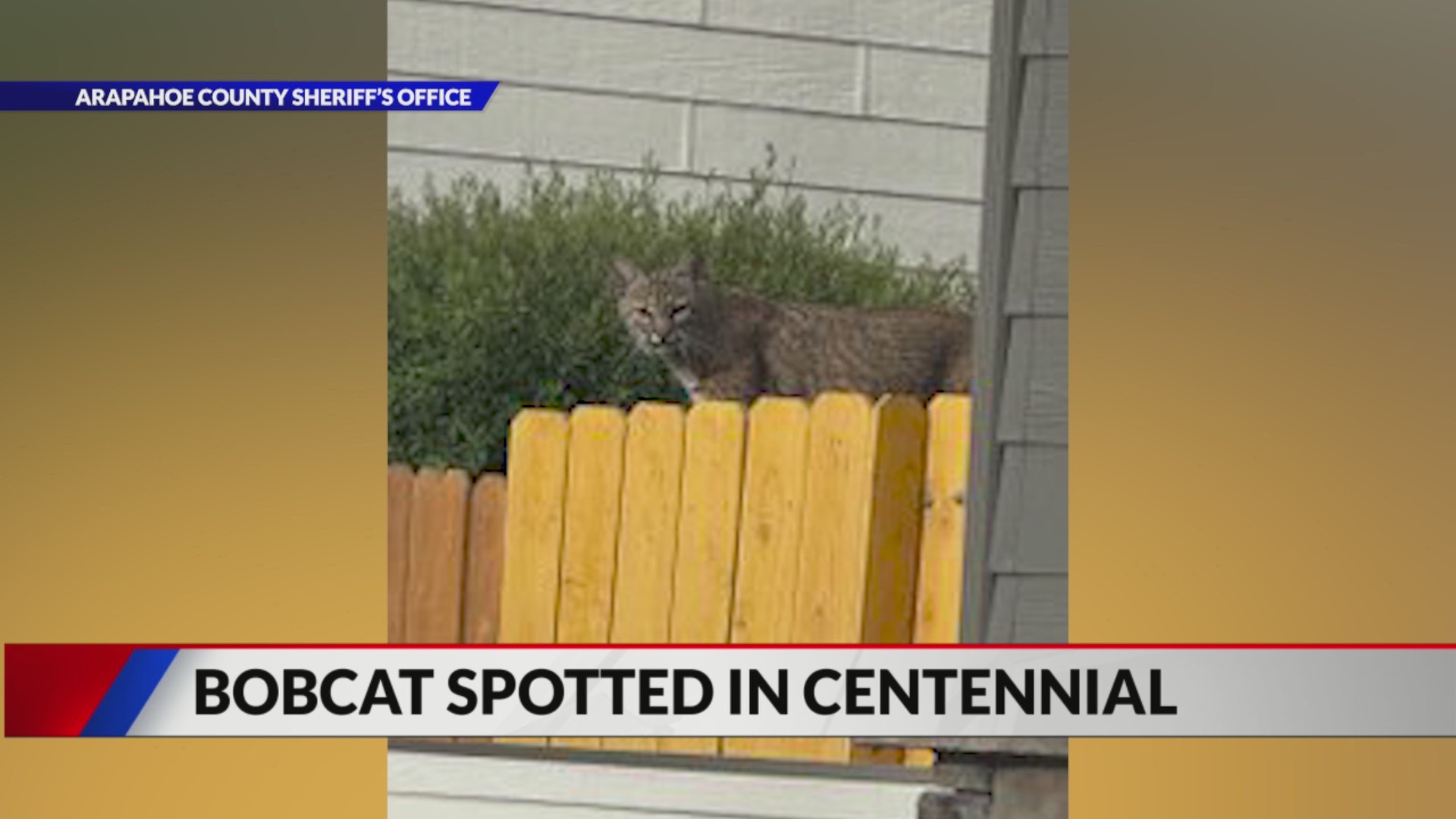 Deputies warn residents after wild predator spotted in Centennial ...
